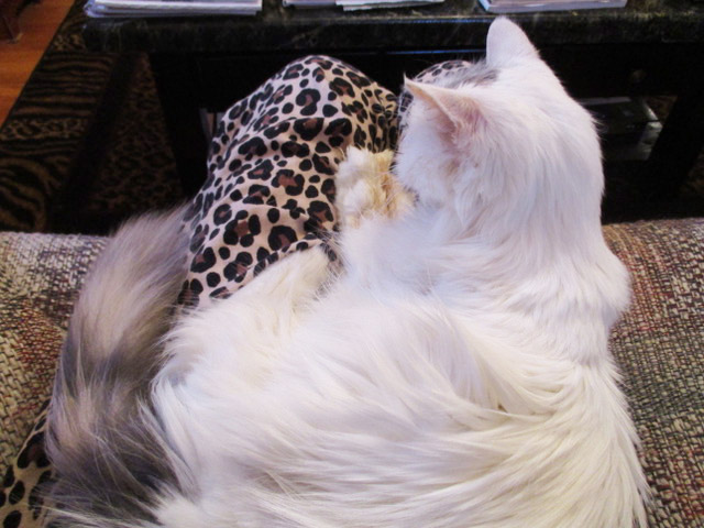 Princess Sheba Darling, a fluffy white cat