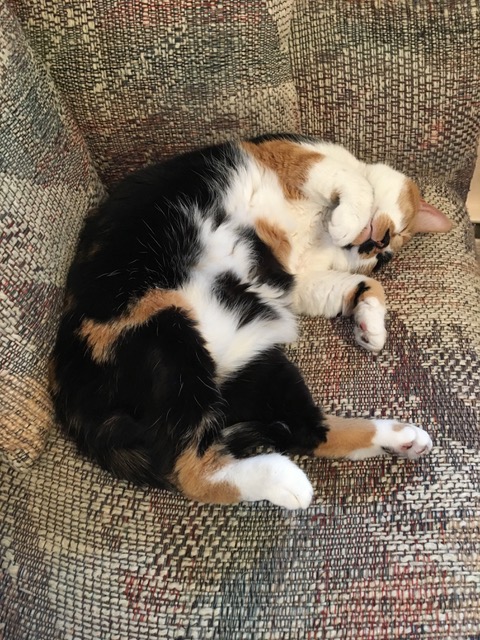 Mitzi, a calico cat, sleeping on her side