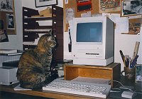 Couscous the cat with a Macintosh computer